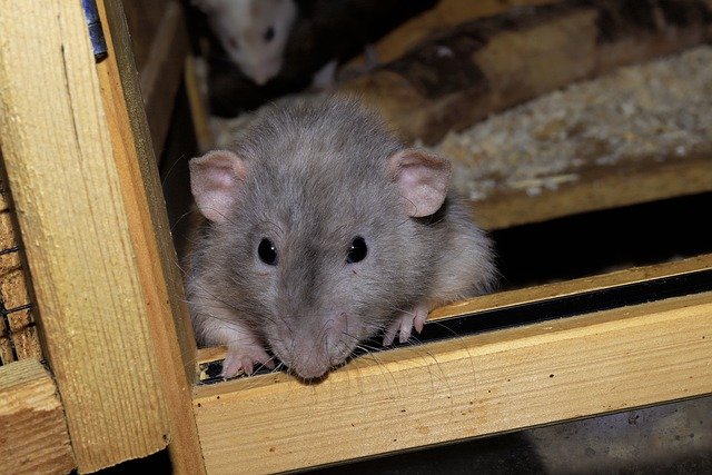 ネズミの写真